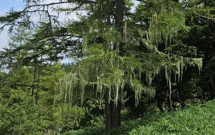 山の木に垂れ下がるサルオガセ