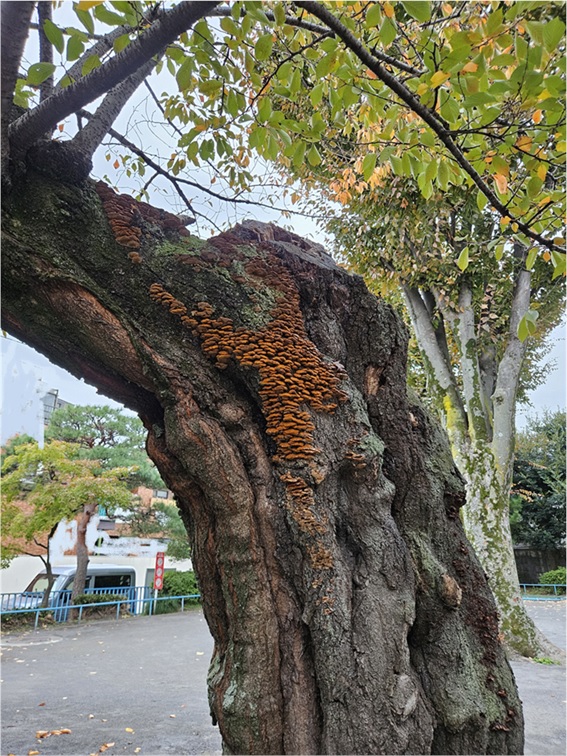 キノコの生えた木の倒木に注意！