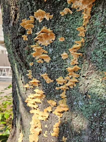 木材腐朽