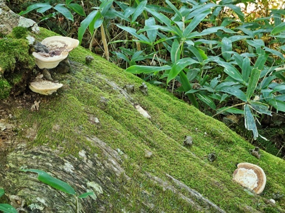 木材腐朽菌