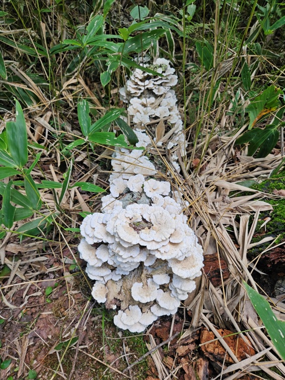 木材腐朽菌