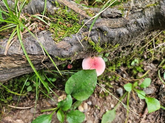 木材腐朽菌