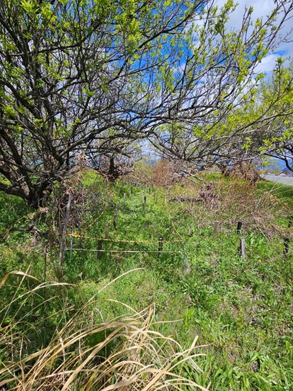 木材防腐剤の性能比較（野外杭試験）、４年６か月経過で生き残りはわずか！