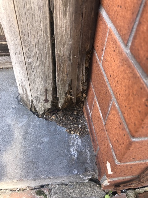 浅草でのシロアリ被害 コラム