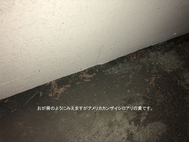 神奈川県横浜市でのアメリカカンザイシロアリの被害調査