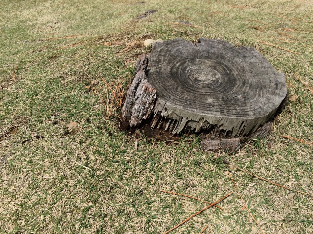 新潟県でシロアリ発見