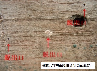 キクイムシ シバンムシ基本情報 木材防腐 シロアリ防除 防カビ剤の吉田製油所