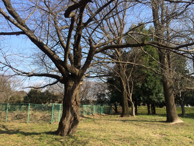 自然界でのシロアリの役目