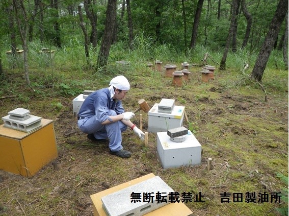 吹上浜で野外防蟻試験